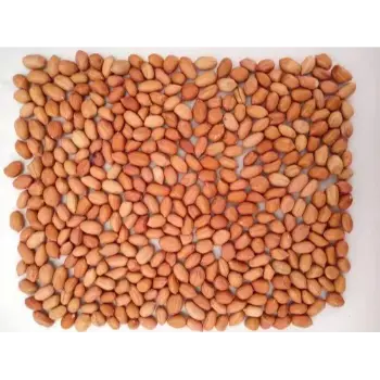 Fresh Groundnut Seeds 